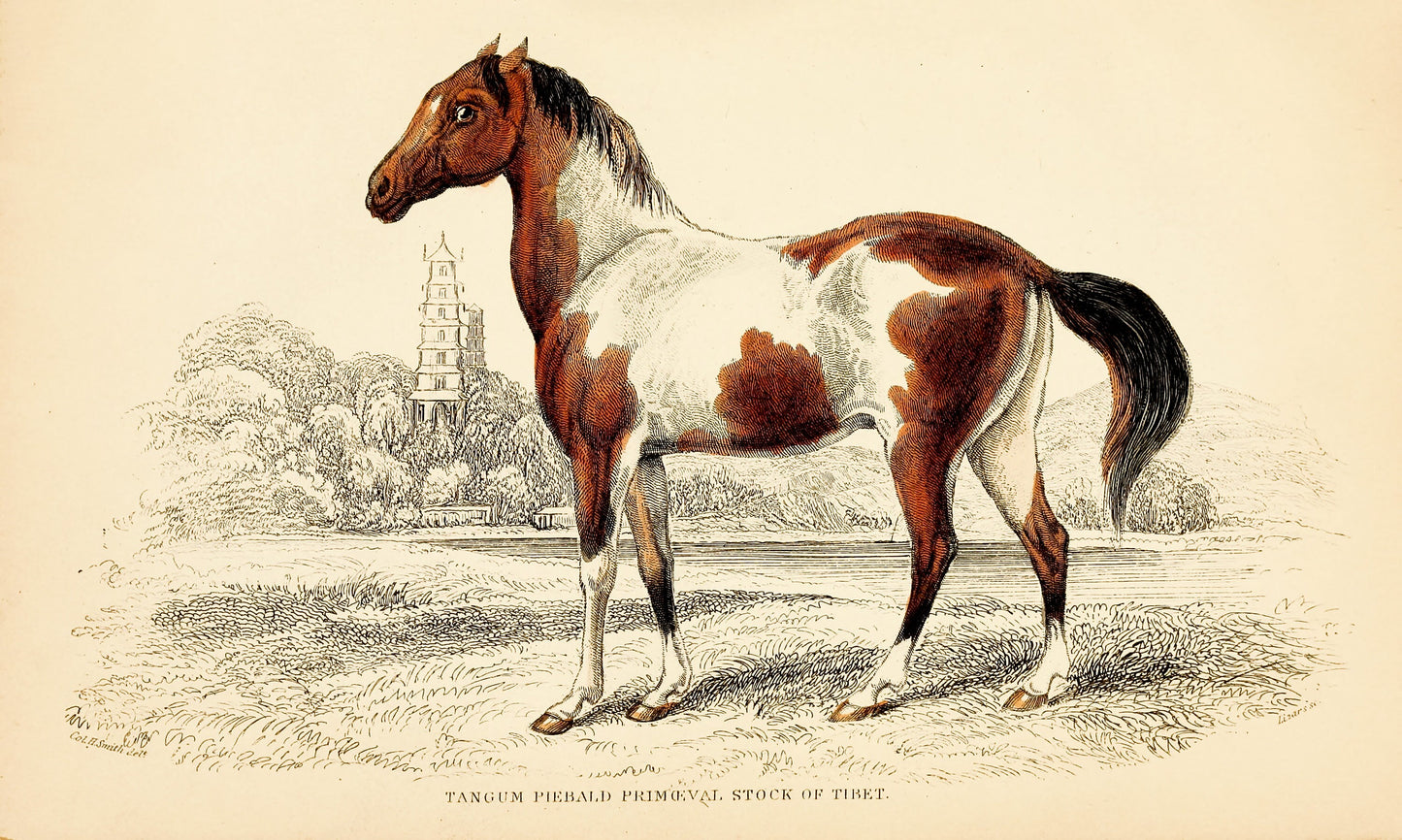 The Natural History of Horses [30 Images]