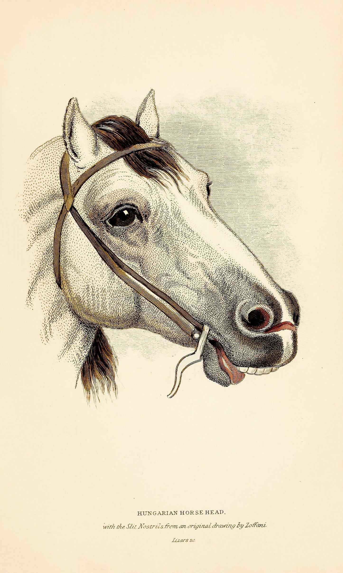 The Natural History of Horses [30 Images]