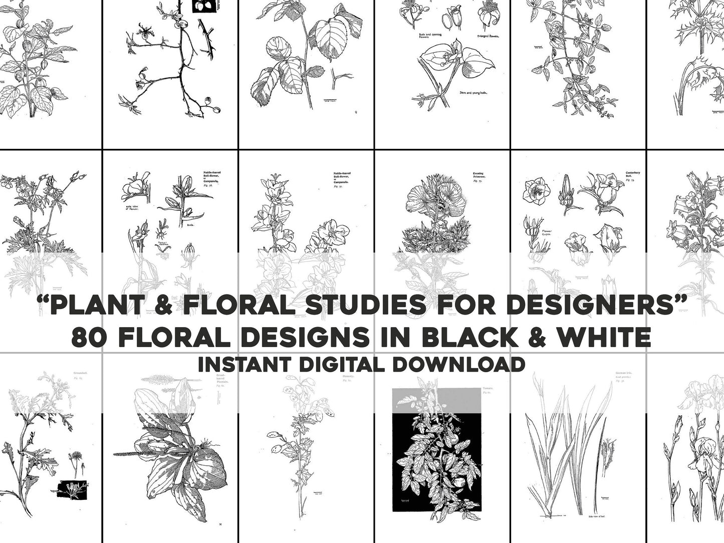 Plant and Floral Studies for Designers, Art Students, and Craftsmen [80 Images]