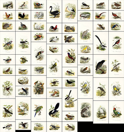Our Birds in the House and Garden [68 Images]