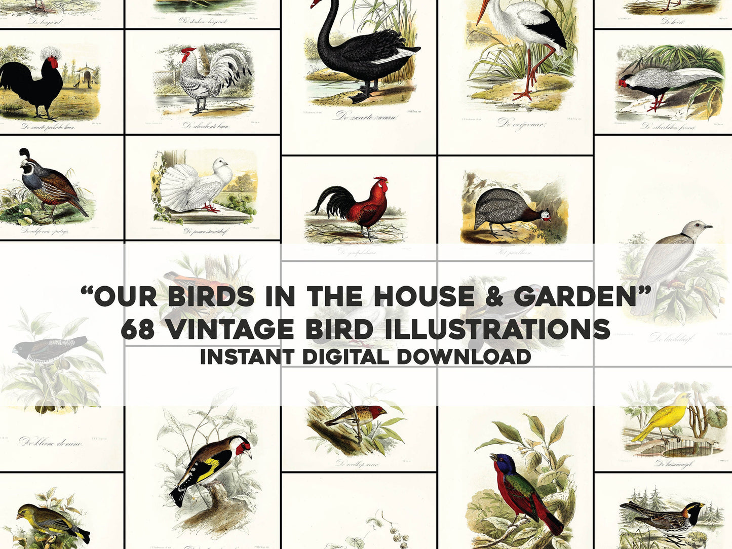 Our Birds in the House and Garden [68 Images]