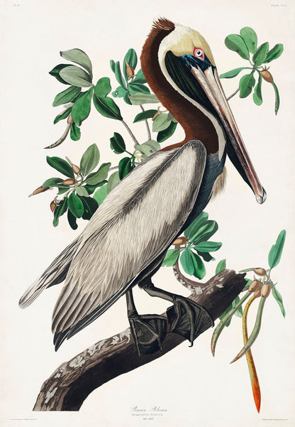 Audubon's Birds of America Water Fowl & Sea Birds [66 Images]