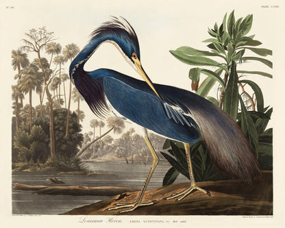 Audubon's Birds of America Water Fowl & Sea Birds [66 Images]
