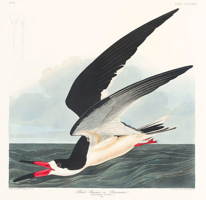 Audubon's Birds of America Water Fowl & Sea Birds [66 Images]