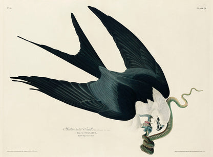 Audubon's Birds of America Birds of Prey & Large Birds [71 Images]