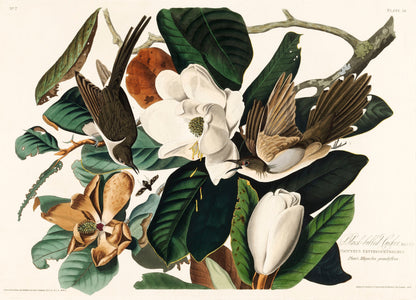 Audubon's Birds of America Birds of Prey & Large Birds [71 Images]