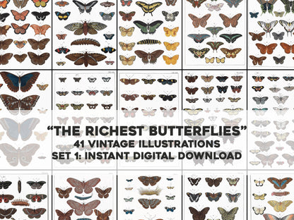 The Richest Treasures of Natural Things Butterflies Set 1 [41 Images]