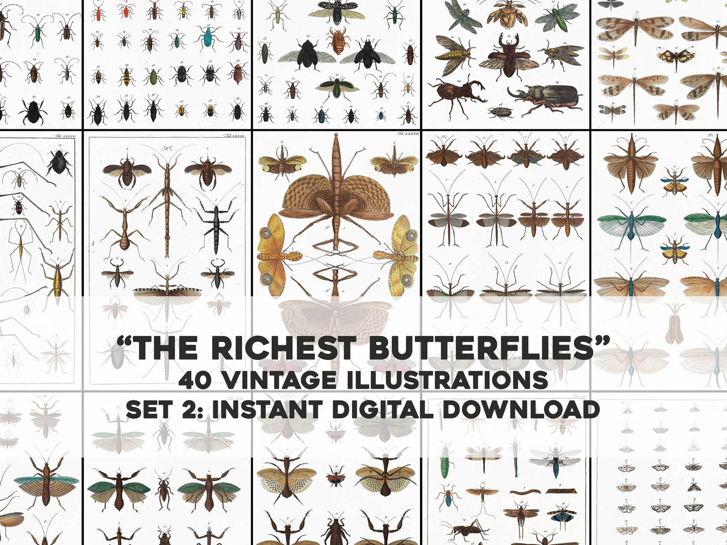 The Richest Treasures of Natural Things Butterflies Set 2 [40 Images]