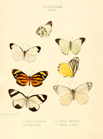 Illustrations of New Species of Exotic Butterflies [60 Images]