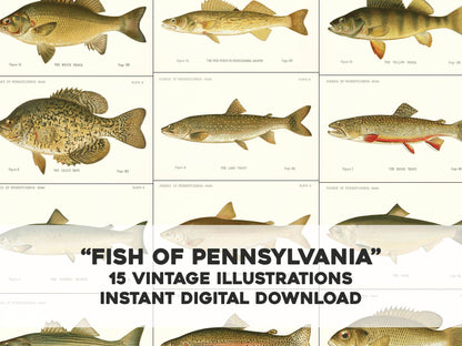Fish of Pennsylvania Whitened [15 Images]