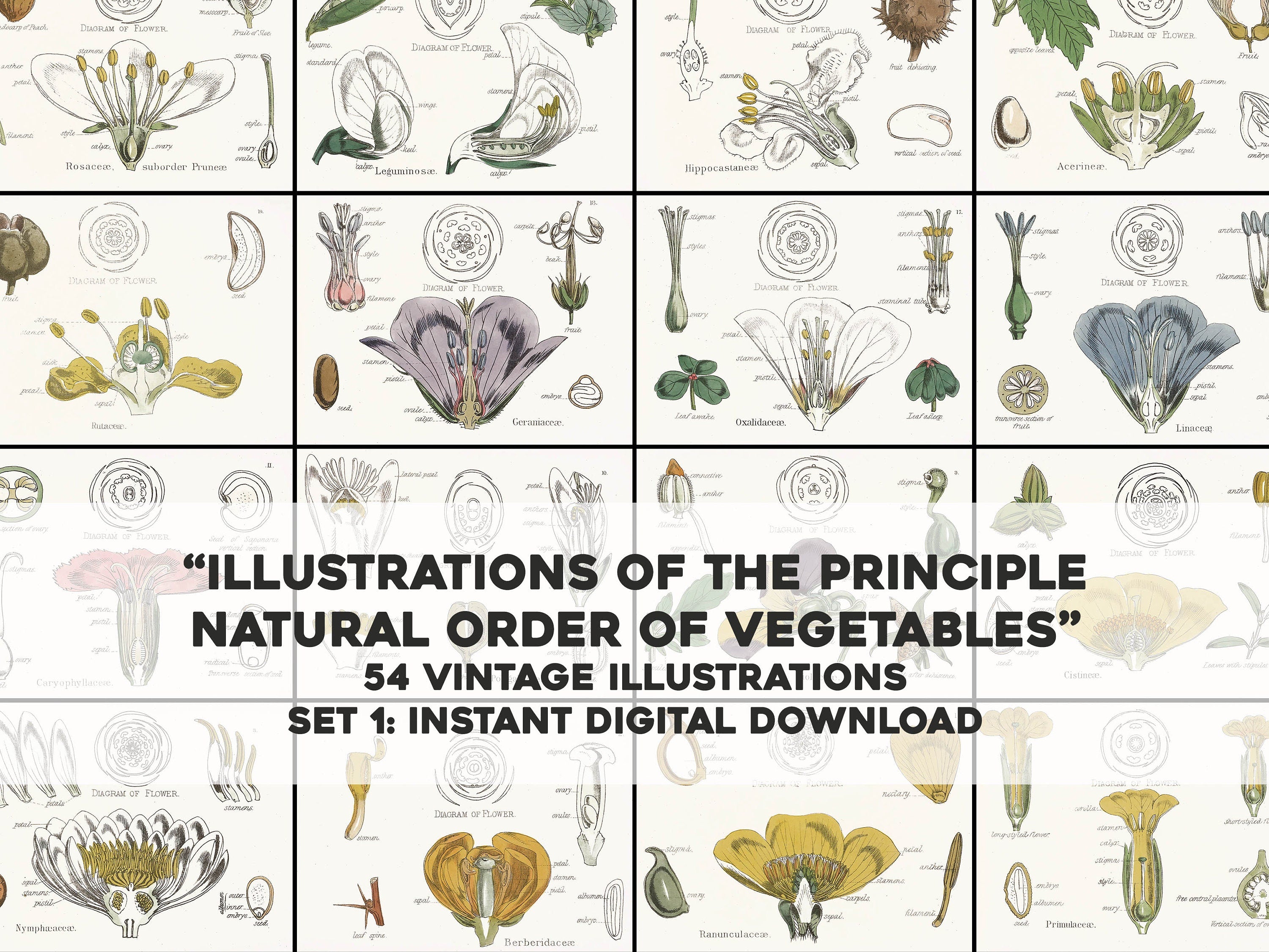 Natural Order of Vegetables Set 1 | Fruit Images - CleanArchives
