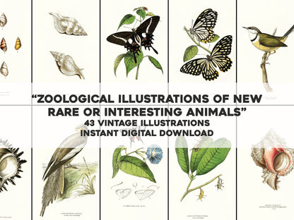 Zoological Illustrations of New Rare or Interesting Animals [54 Images]