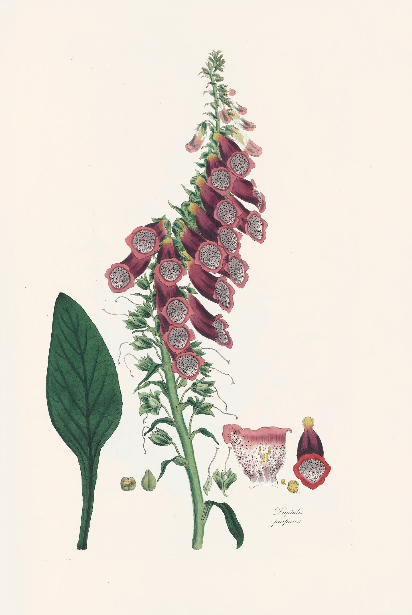 Foxgloves A Monograph of Digitium [28 Images]