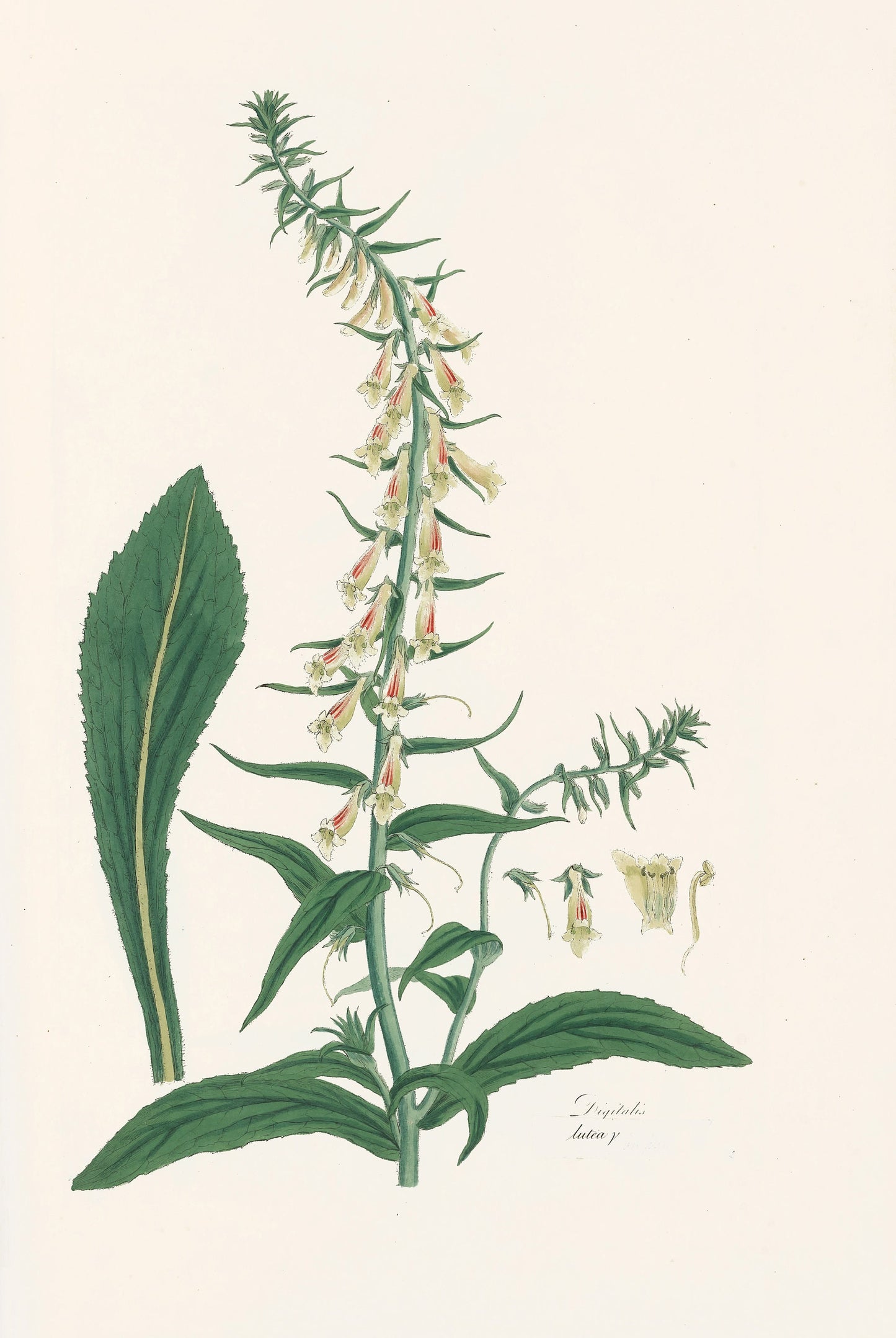 Foxgloves A Monograph of Digitium [28 Images]