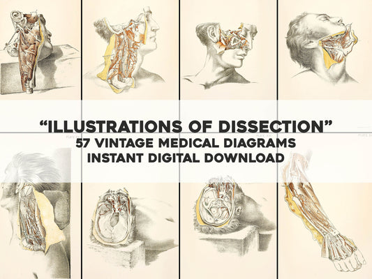 Illustrations of Dissection [57 Images]