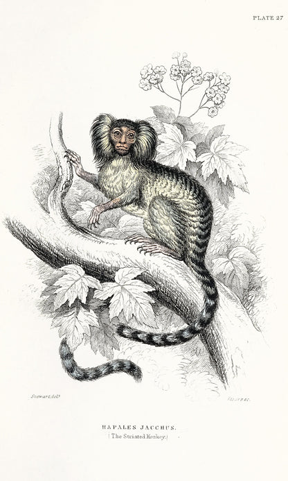 Jardine The Naturalist's Library Monkeys [30 Images]