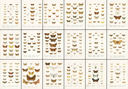 Illustrations of Typical Species of Lepidoptera [18 Images]