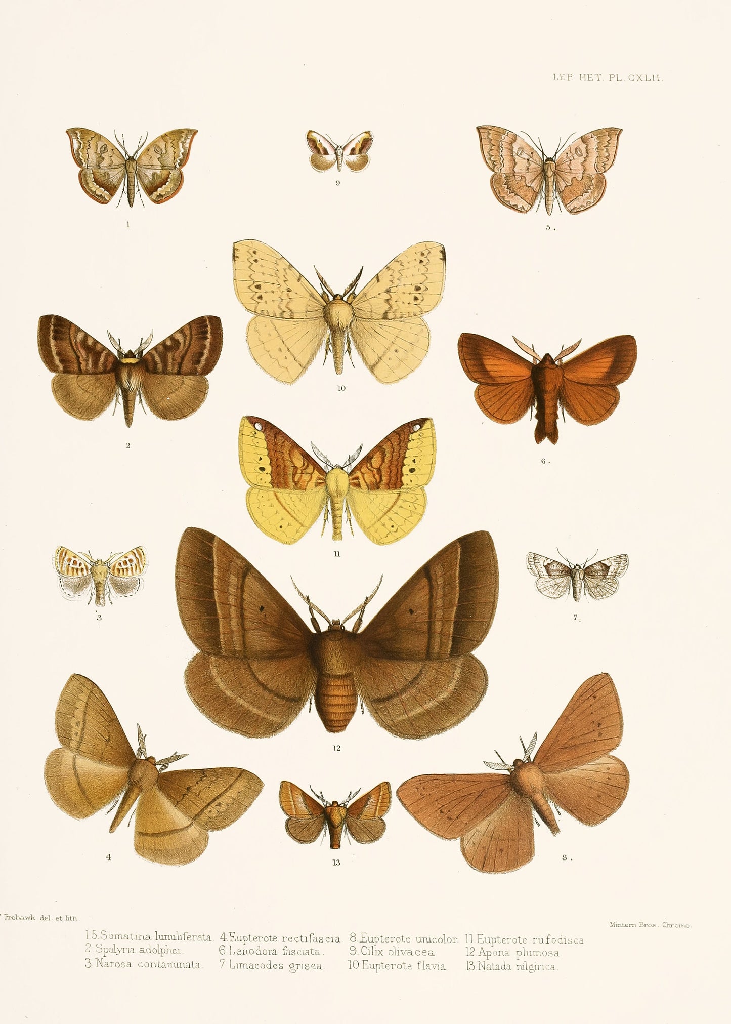 Illustrations of Typical Species of Lepidoptera [18 Images]