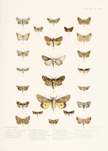 Illustrations of Typical Species of Lepidoptera [18 Images]