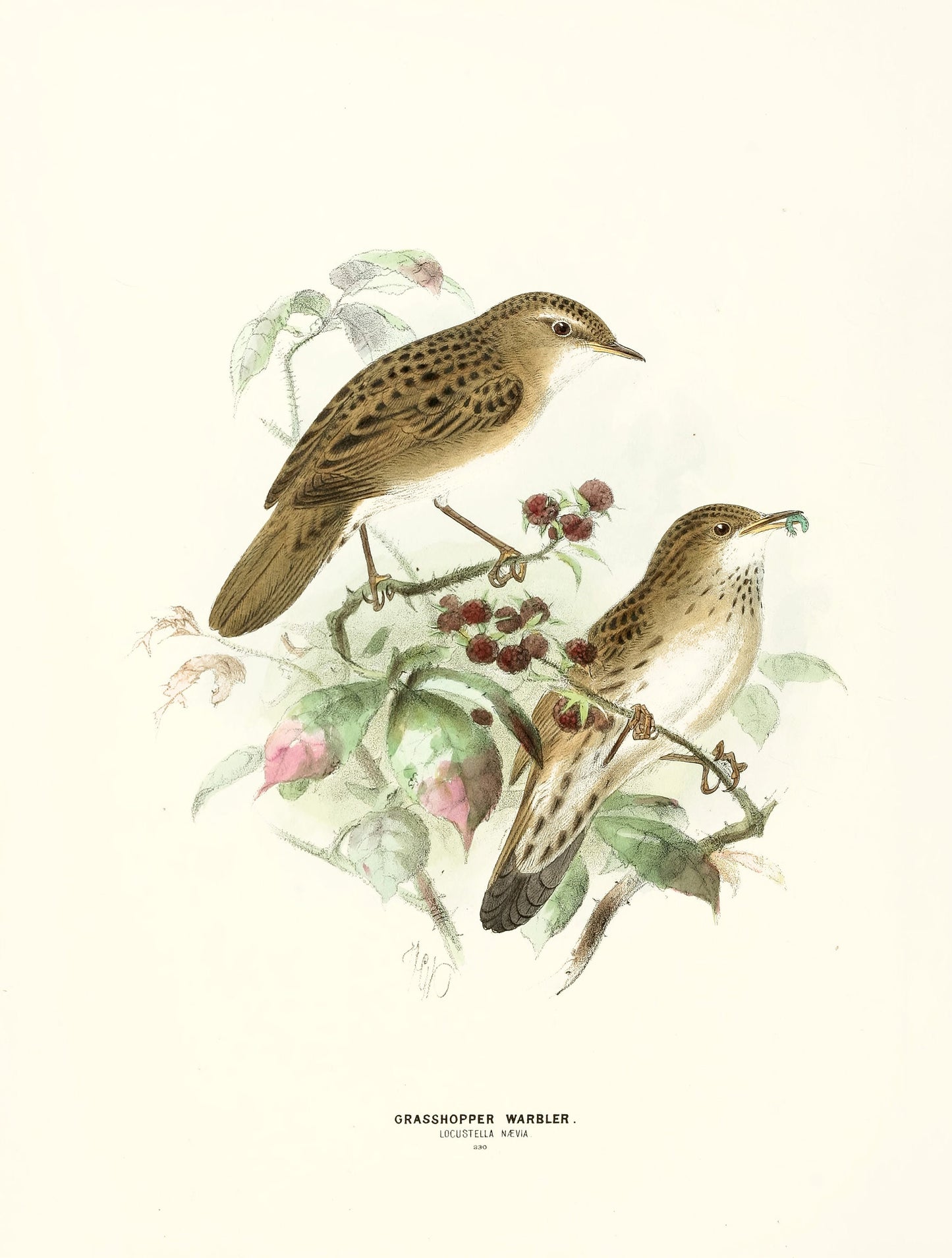 A History of the Birds of Europe Set 1 [88 Images]