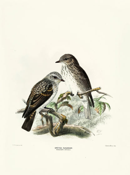 A History of the Birds of Europe 3 [43 Images]