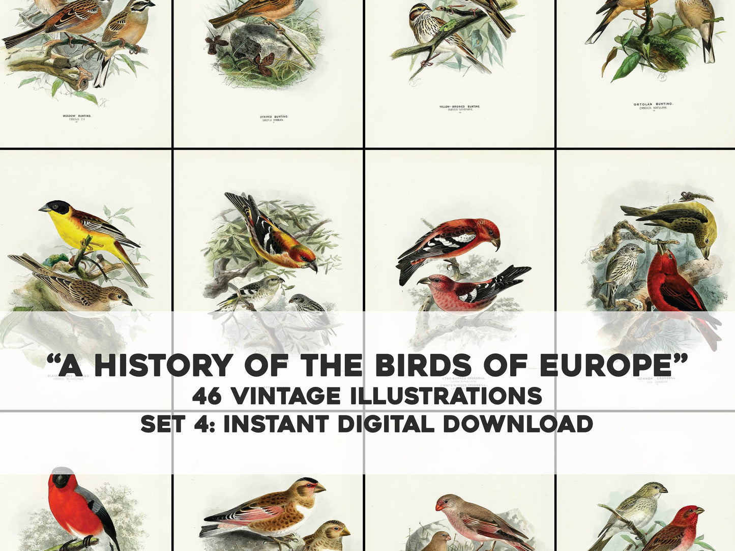 A History of the Birds of Europe Set 4 [46 Images]