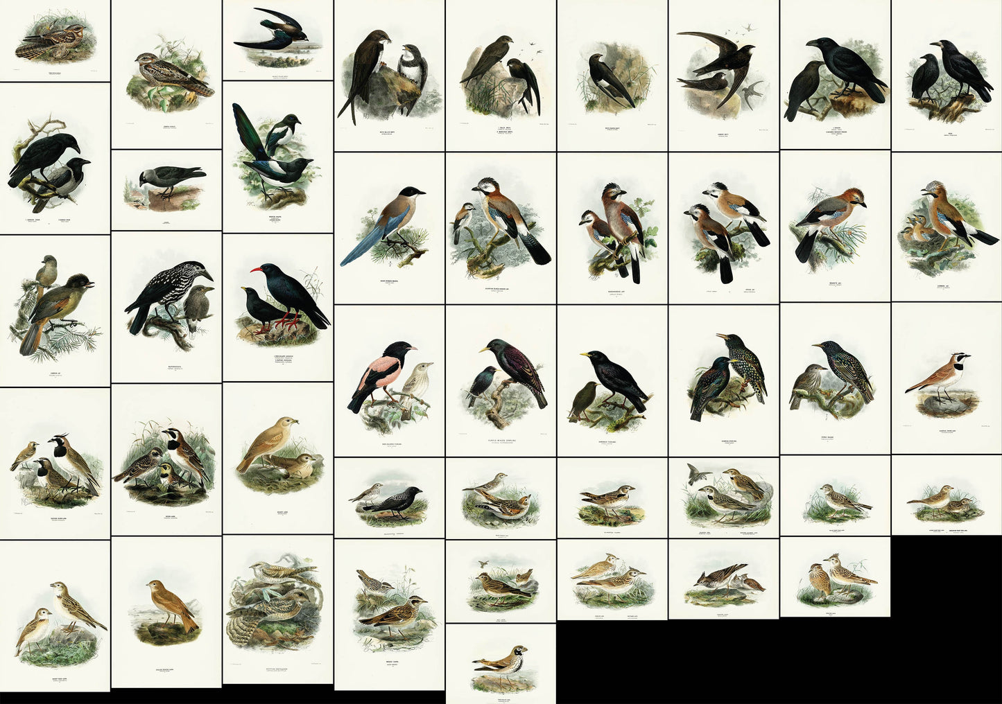 A History of the Birds of Europe Set 5 [45 Images]