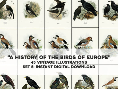 A History of the Birds of Europe Set 5 [45 Images]