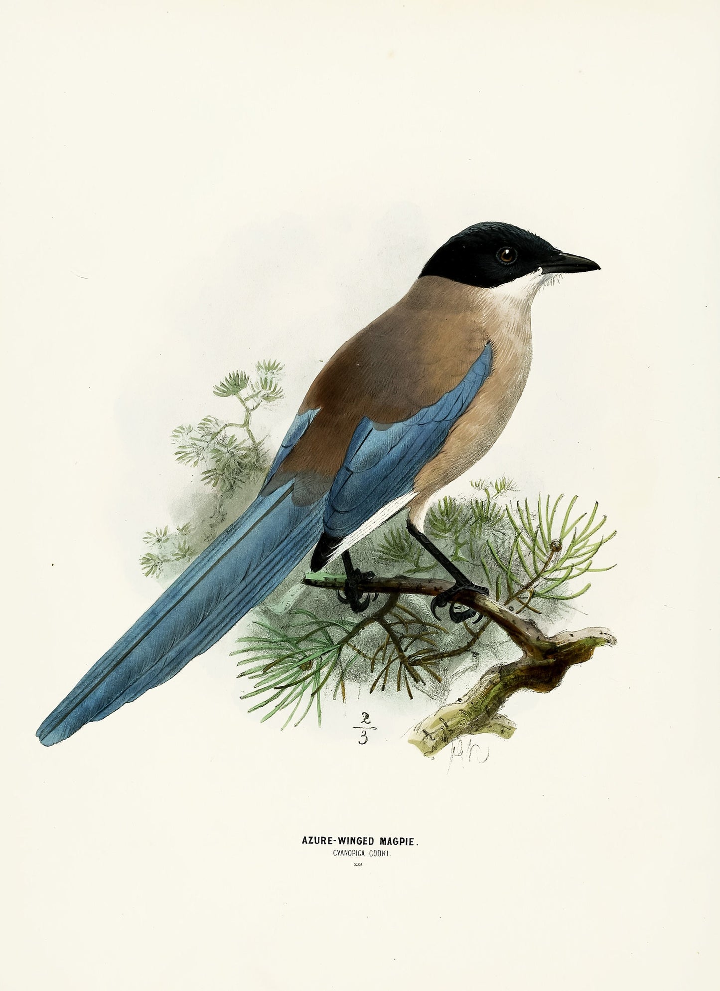 A History of the Birds of Europe Set 5 [45 Images]