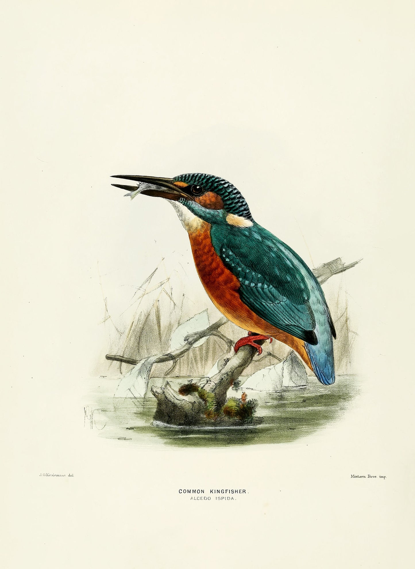 A History of the Birds of Europe Set 6 [44 Images]