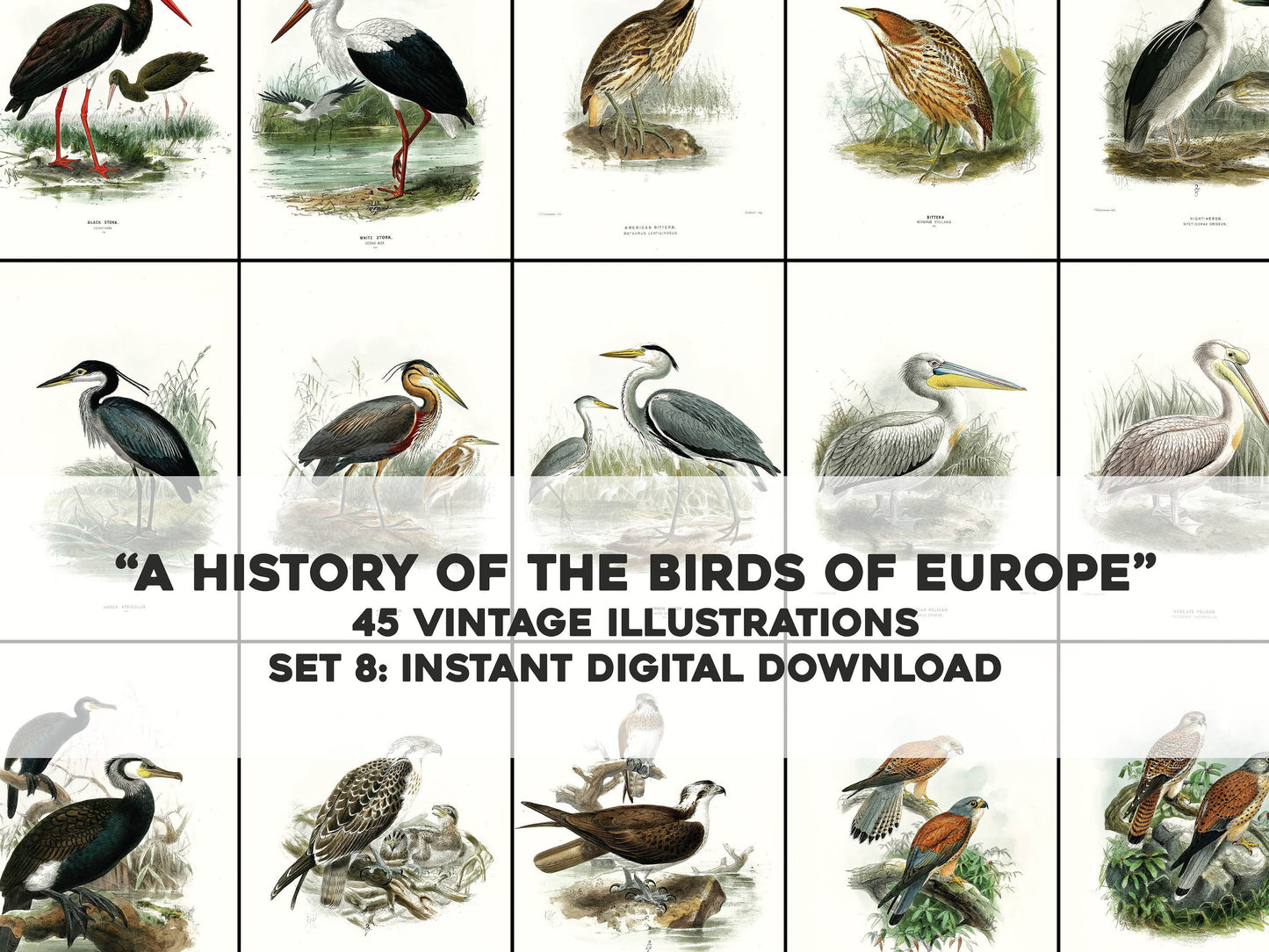 A History of the Birds of Europe Set 8 [45 Images]
