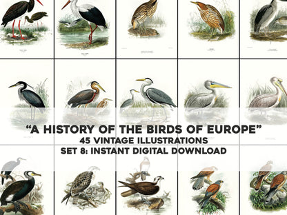 A History of the Birds of Europe Set 8 [45 Images]