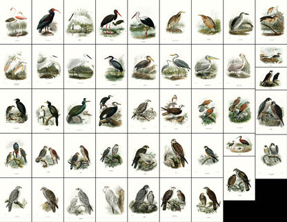 A History of the Birds of Europe Set 8 [45 Images]