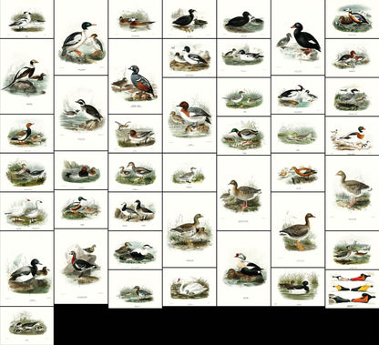 A History of the Birds of Europe Set 9 [44 Images]