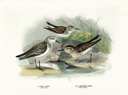 A History of the Birds of Europe Set 12 [45 Images]