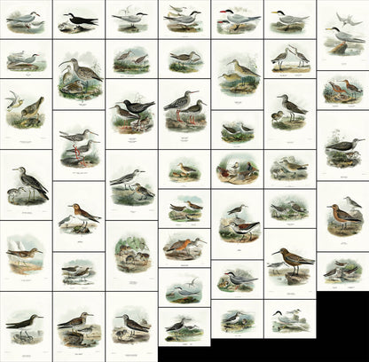 A History of the Birds of Europe Set 12 [45 Images]