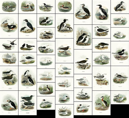 A History of the Birds of Europe Set 13 [45 Images]