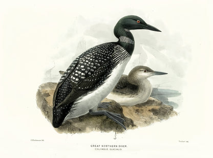 A History of the Birds of Europe Set 13 [45 Images]