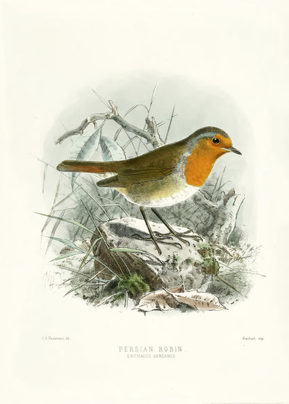 A History of the Birds of Europe Set 14 [45 Images]