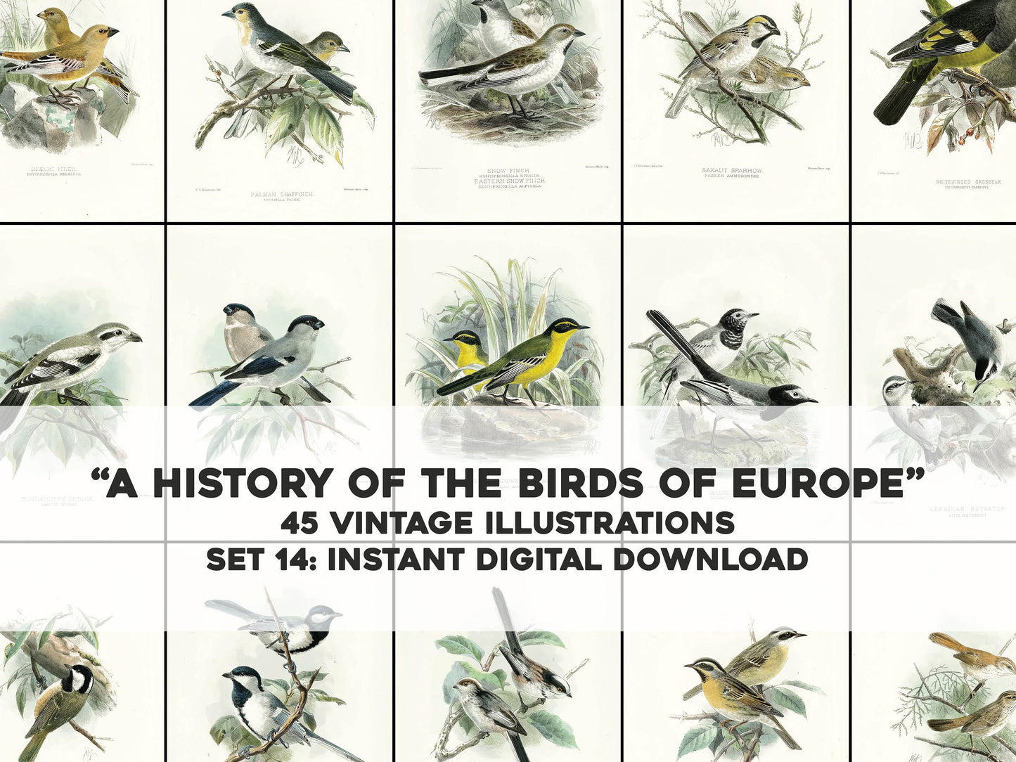 A History of the Birds of Europe Set 14 [45 Images]