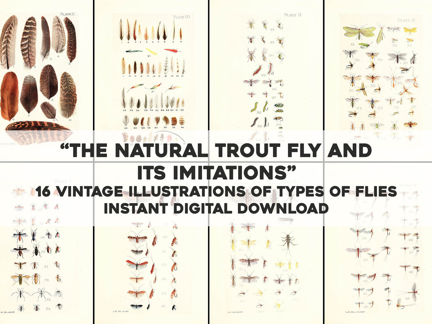 The Natural Trout Fly & its Imitations [16 Images]
