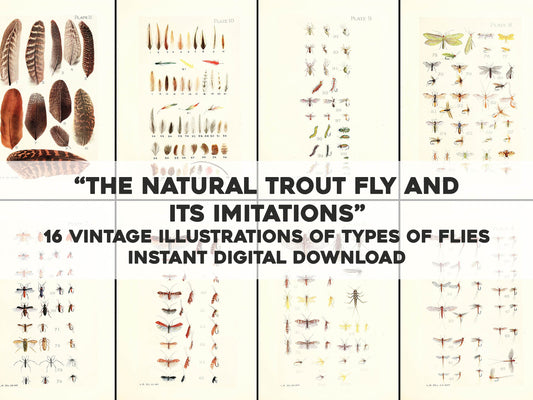 The Natural Trout Fly & its Imitations [16 Images]