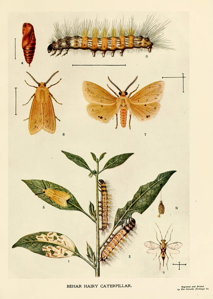 Tropical Indian Insect Life: a manual of the insects of the plains [78 Images]