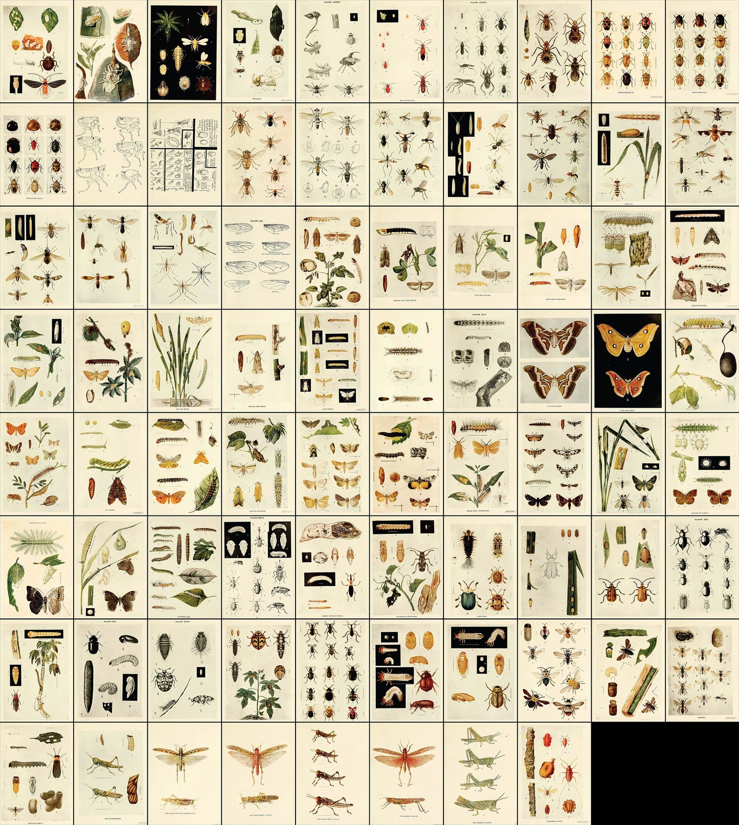 Tropical Indian Insect Life: a manual of the insects of the plains [78 Images]