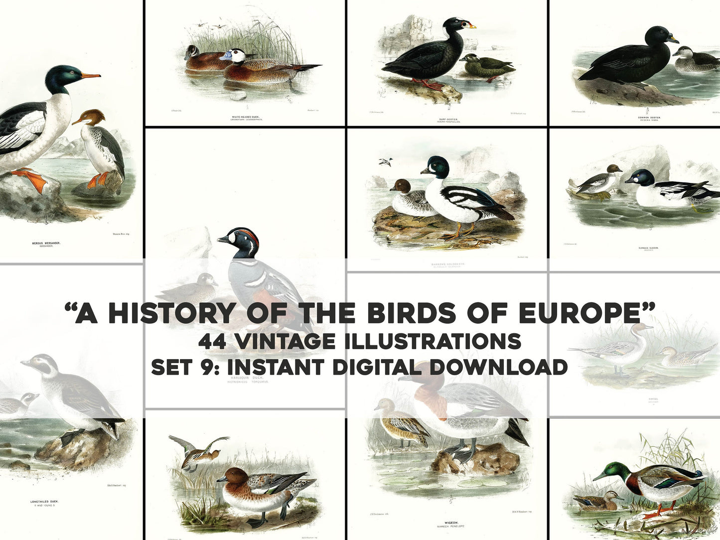 A History of the Birds of Europe Set 9 [44 Images]