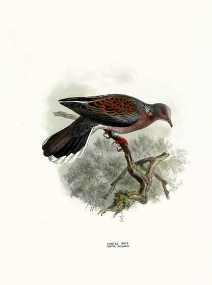 A History of the Birds of Europe Set 10 [44 Images]