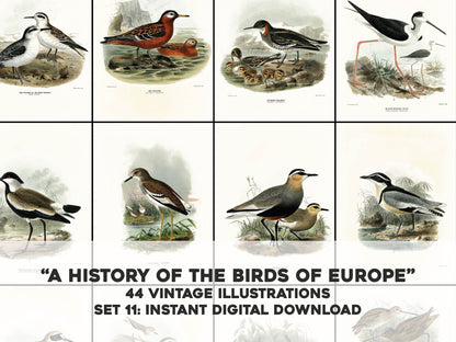 A History of the Birds of Europe Set 11 [44 Images]