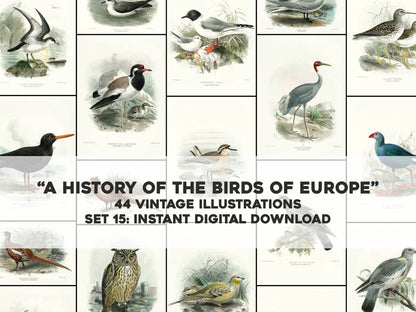 A History of the Birds of Europe Set 15 [44 Images]