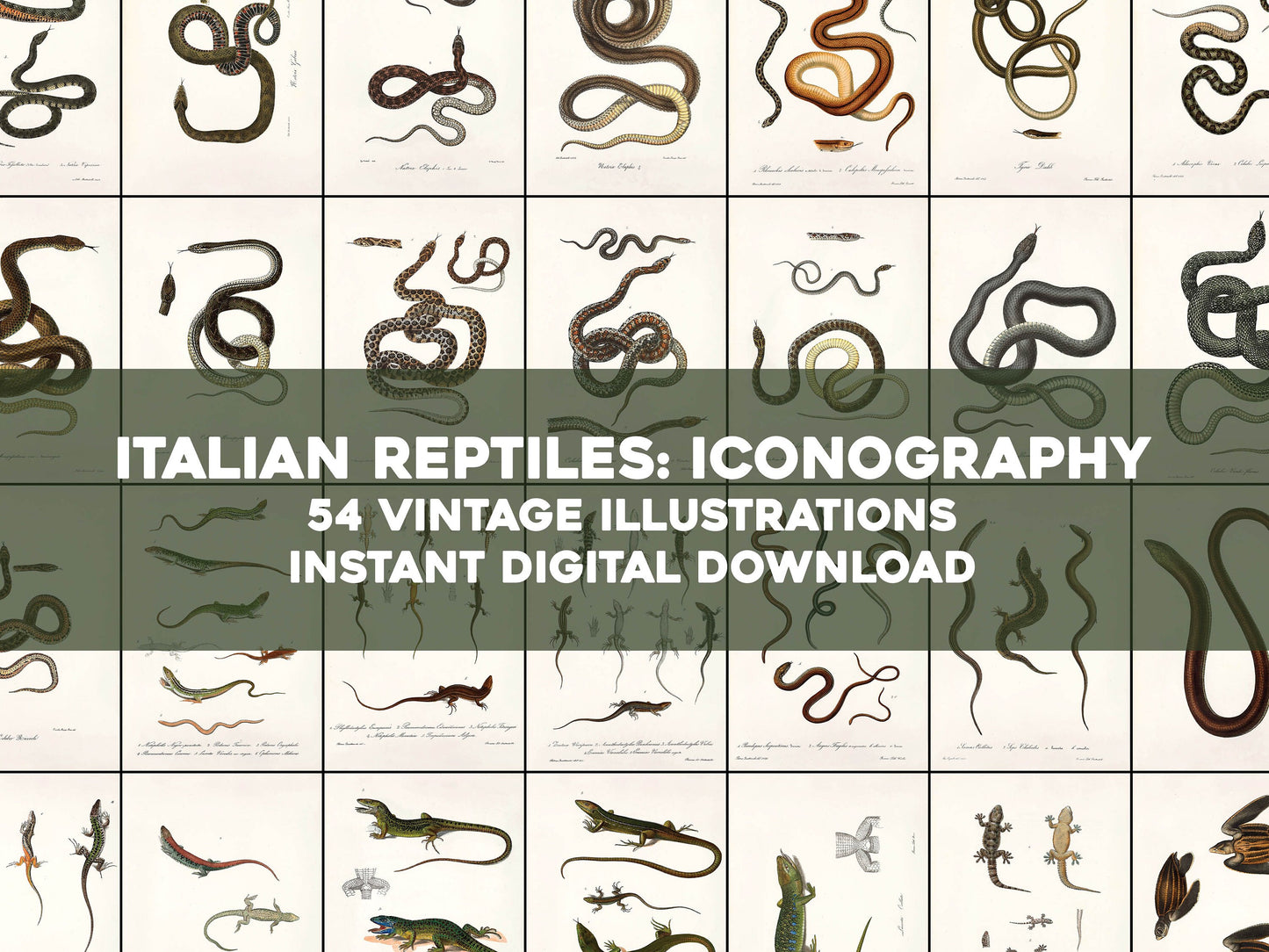 Iconography of Italian Fauna Reptiles [54 Images]