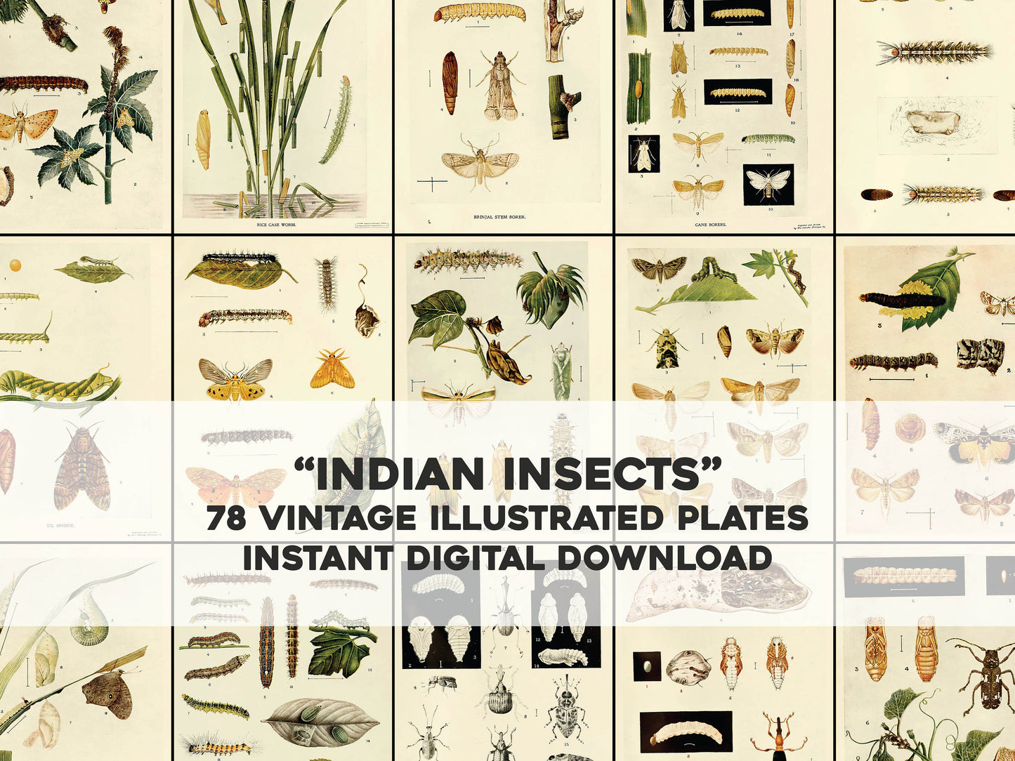 Tropical Indian Insect Life: a manual of the insects of the plains [78 Images]